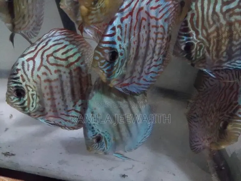 Discus Fish