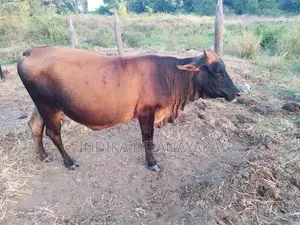 කිරි ගවයෙකු