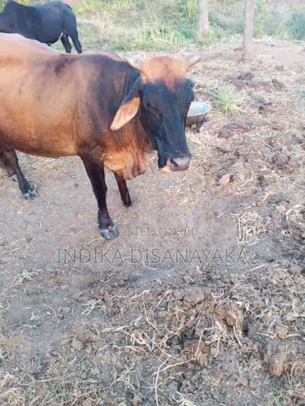 කිරි ගවයෙකු