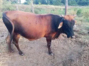 කිරි ගවයෙකු