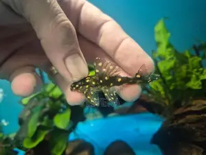 Snowball Pleco Fish