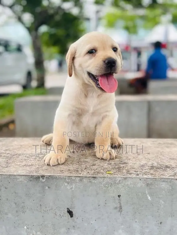 Labrador Puppies