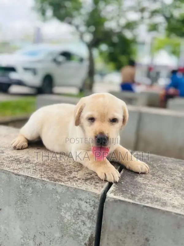 Labrador Puppies
