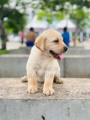 Labrador Puppies