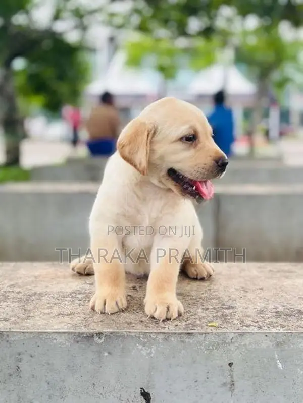 Labrador Puppies