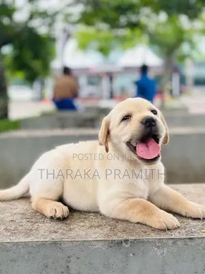 Labrador Puppies