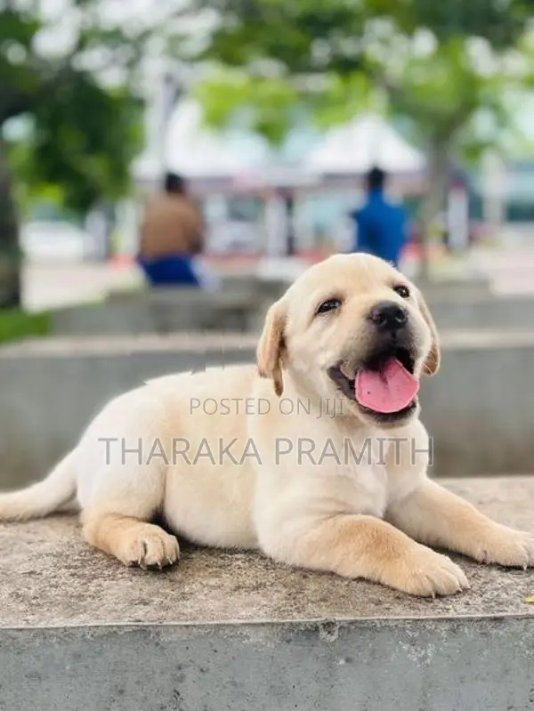 Labrador Puppies