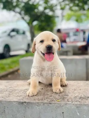 Labrador Puppies