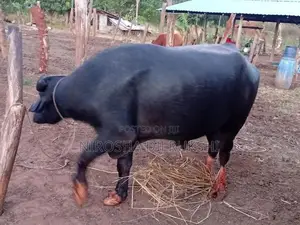 Buffalo