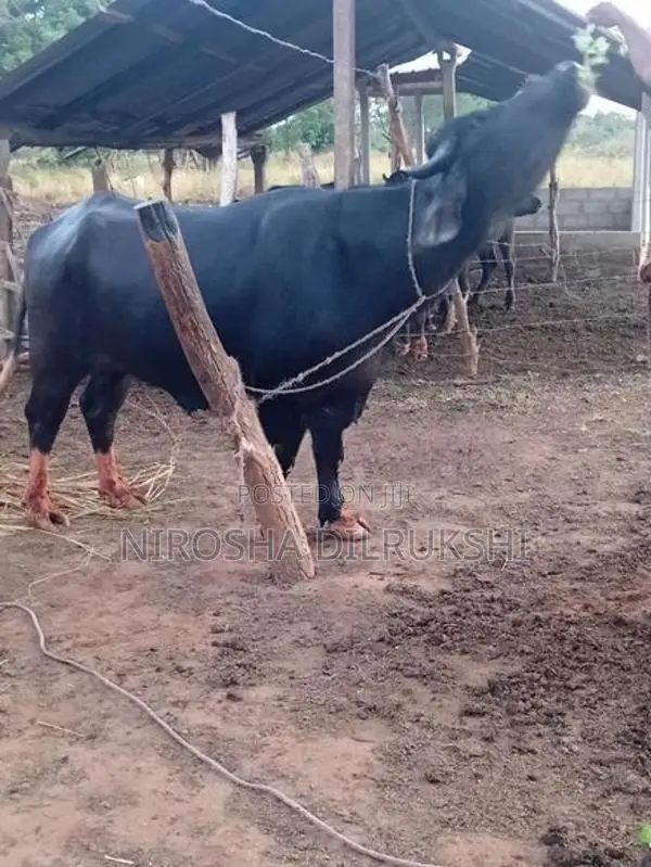 Buffalo