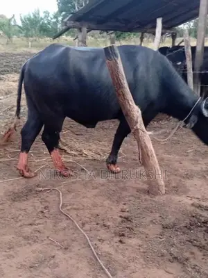Buffalo