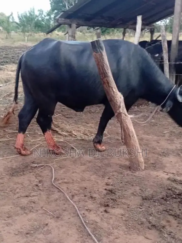 Buffalo