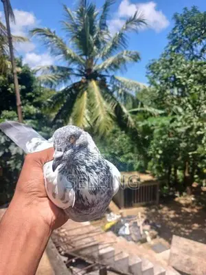 Pigeons