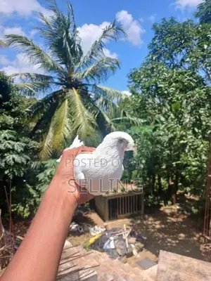 Pigeons