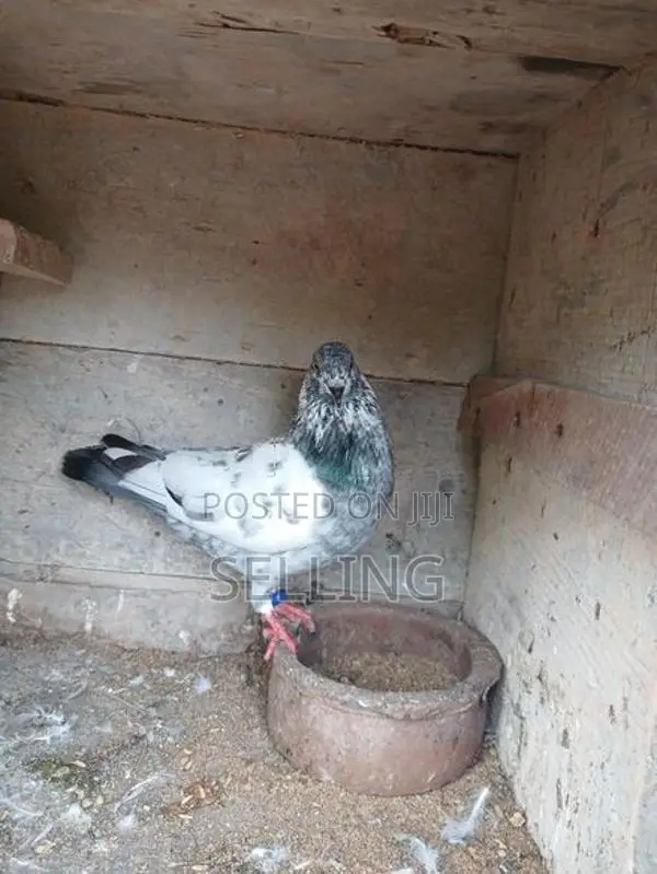 Pigeons
