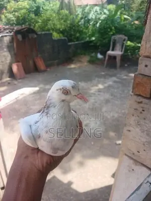 Pigeons