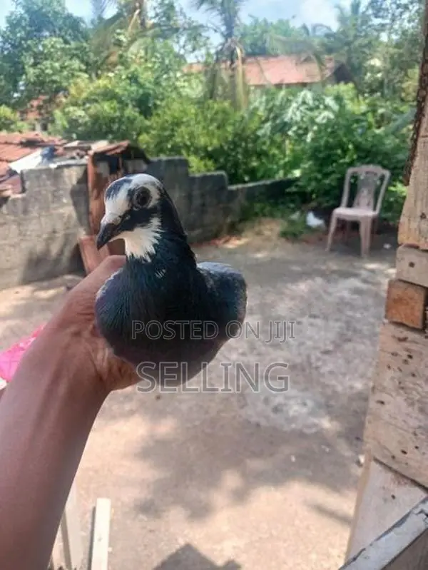 Pigeons