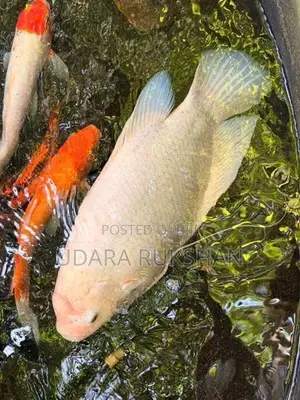 Giant Gurami Fish