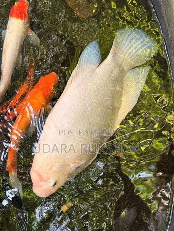 Giant Gurami Fish