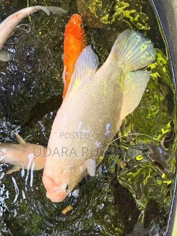 Giant Gurami Fish