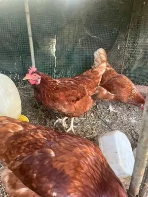 Chickens
