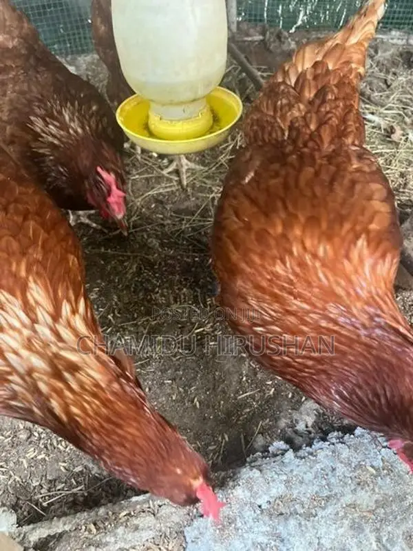 Chickens