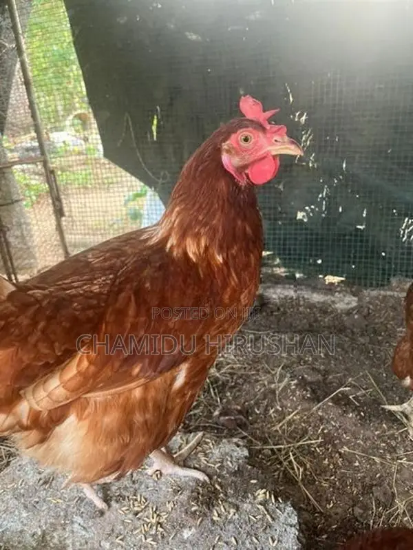 Chickens
