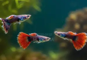 Guppy Fish