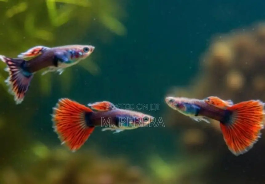 Guppy Fish