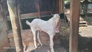 யமுனா பாறி