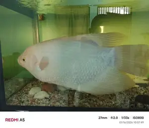 Jam Gurami Fish