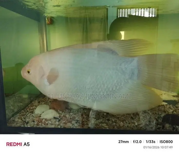 Jam Gurami Fish