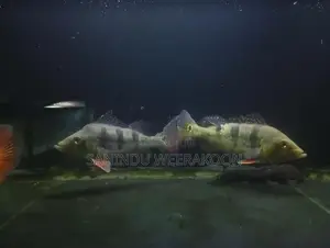 Peacock bass