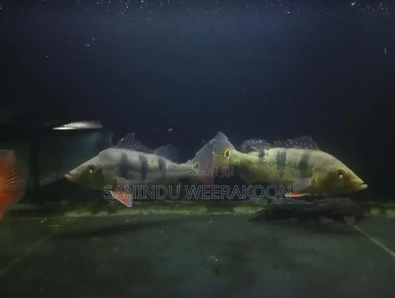 Peacock bass