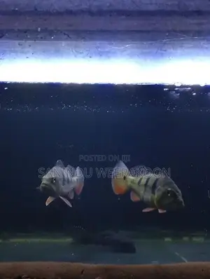 Peacock bass