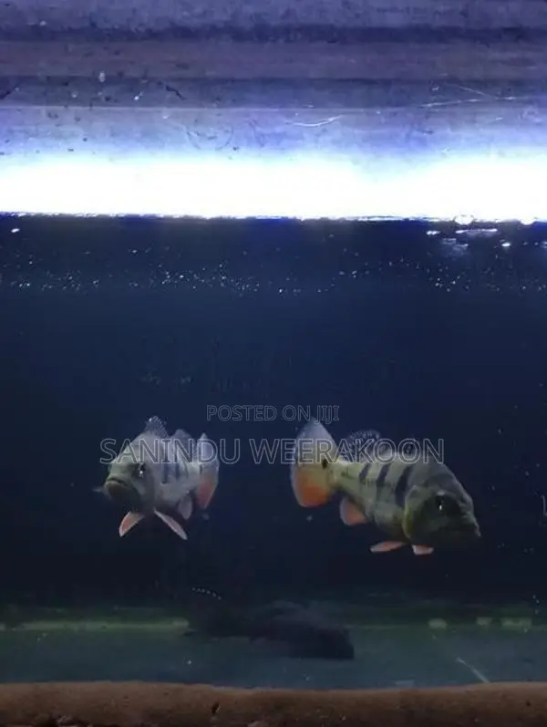 Peacock bass