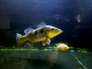 Peacock bass