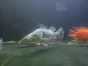 Peacock bass