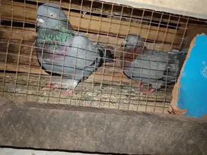 Pigeon
