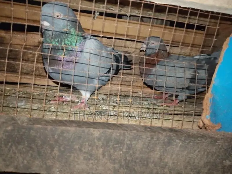 Pigeon