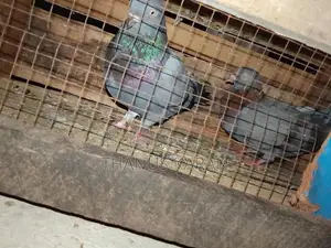 Pigeon