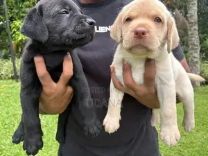 Labrador Puppies