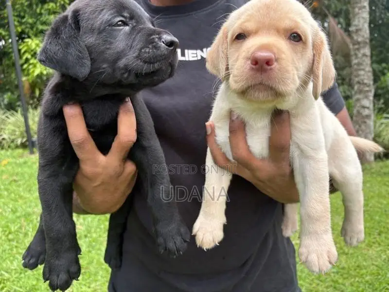 Labrador Puppies
