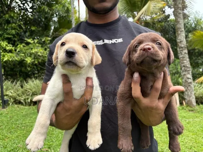 Labrador Puppies