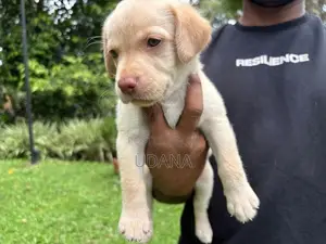 Labrador Puppies