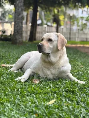 Labrador Puppies