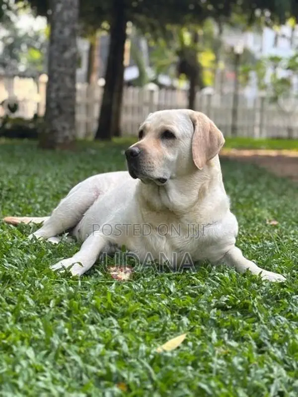 Labrador Puppies