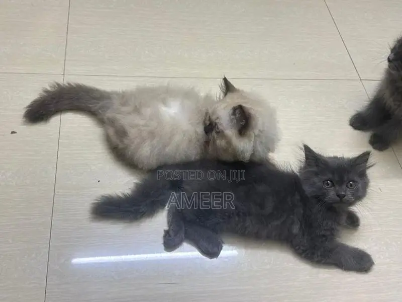 Persian Kittens