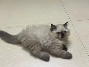 Persian Kittens