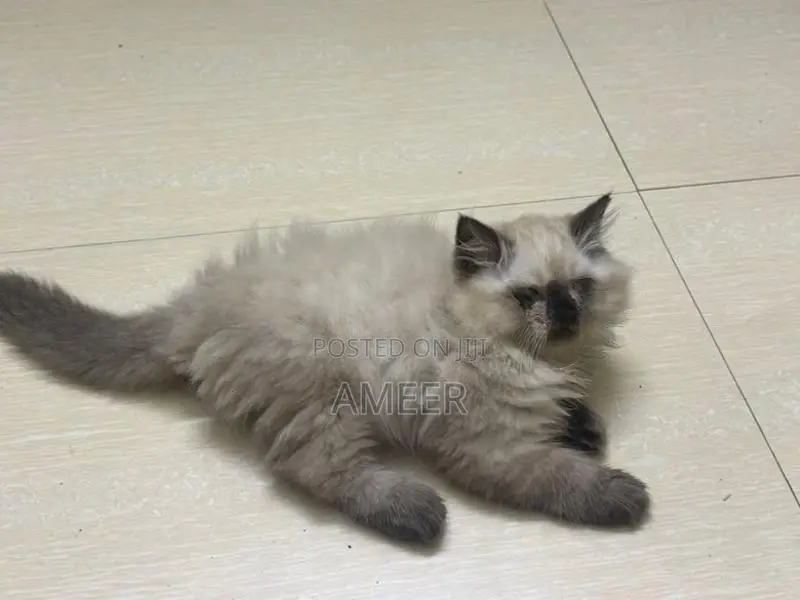 Persian Kittens